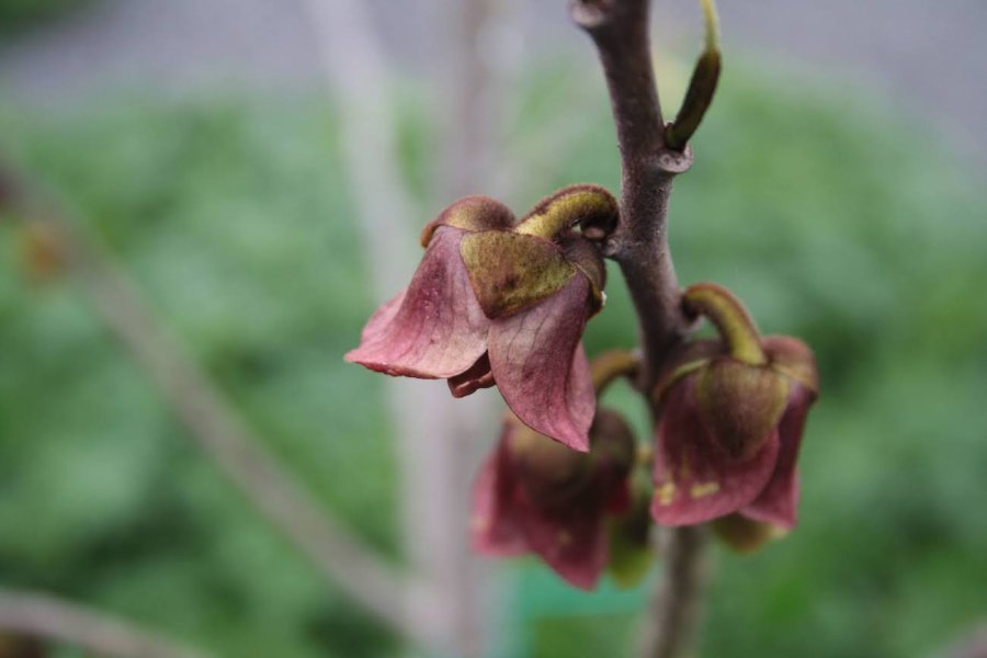 Pawpaw bloemen