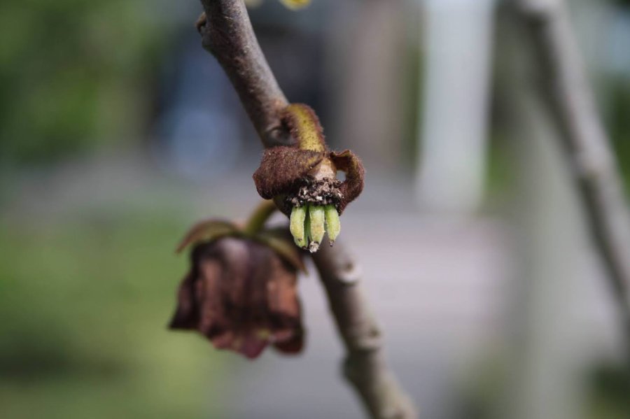 Pawpaw vruchten