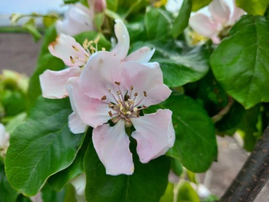 Bloemen van kweepeer