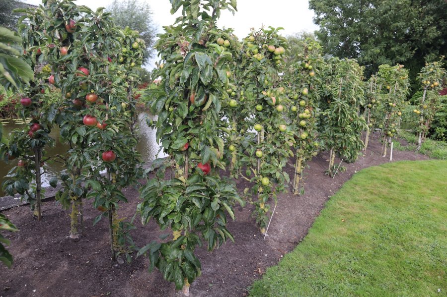 Gold Sensation appelboom