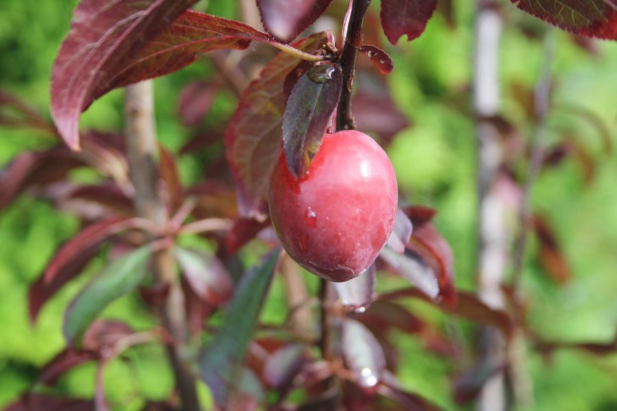 Roodbladige kroosjes pruim Trailblazer