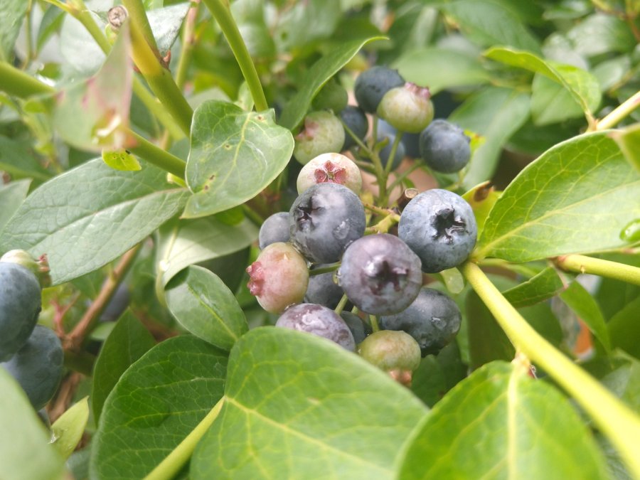 Vruchten van de blauwe bes