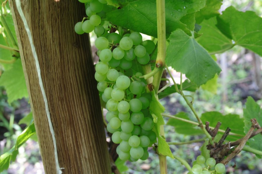 Witte druiventros aan plant