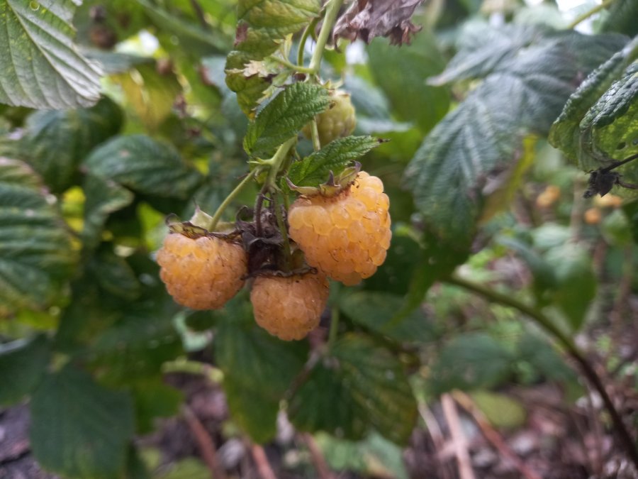 De framboos 'Good as Gold' is ook perfect om in een pot te houden. Gele frambozen in een struik