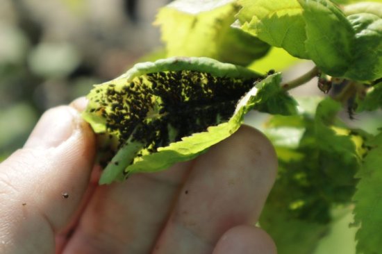 Bladluis op blad kersenboom