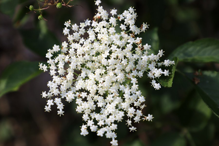 Witte schermbloemen van de Vlier