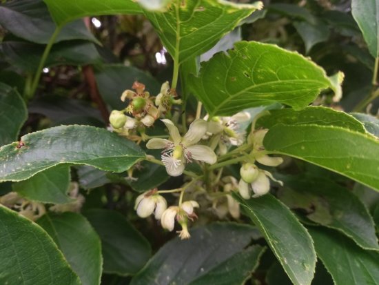 Witte bloemen van de kiwibes Issai