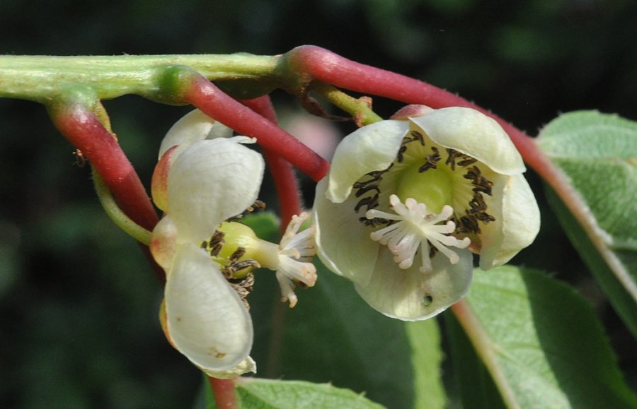 Vrouwelijke bloem van een kiwibes