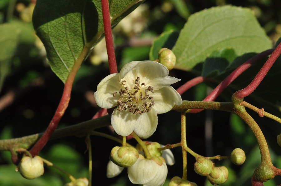 Mannelijke bloem van een kiwibes