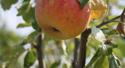 Appelboom 'Pilot' - vanaf € 22,99 - Consumptieappelbomen