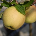 Appelboom 'Golden Delicious'