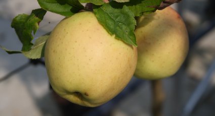 Appelboom 'Golden Delicious' - vanaf € 15,99 - Consumptieappelbomen