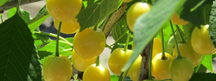 Kersenboom ‘Donissens Gold’ Kers ‘Donissens Gold’