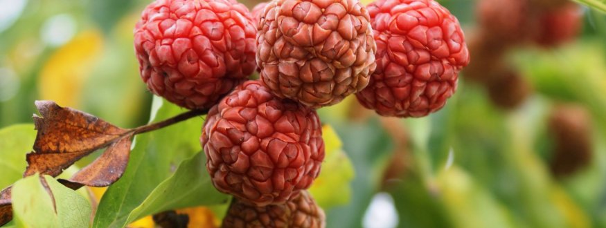 Chinese Aardbeienboom