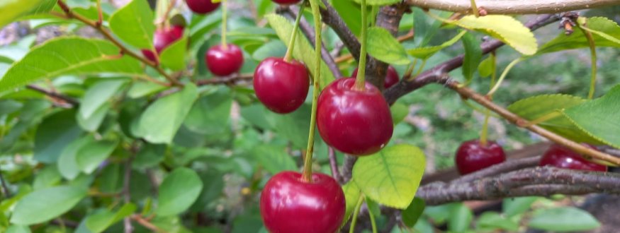 Dwergkersenboom 'Cherry Boop' ™ Dwergkers 'Cherry Boop' ™