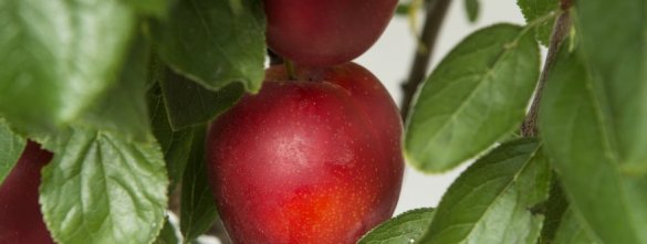 Zuilpruimenboom 'Mirabelle Ruby' ® Zuilpruim 'Mirabelle Ruby' ®