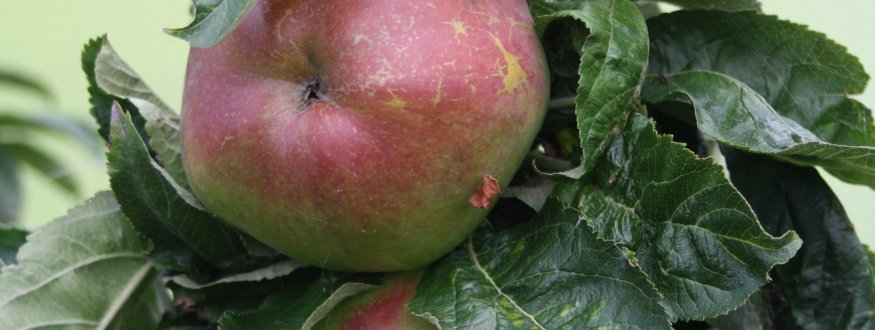 Appelboom 'McIntosh' Appel 'McIntosh'