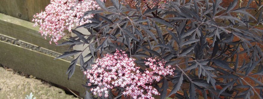 Vlierbes 'Black Lace' ®