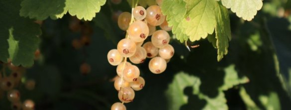 Aalbessenstruik 'Zitavia' Aalbes 'Zitavia'