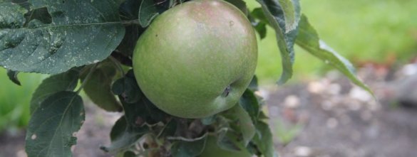Appelboom 'Green Sensation' Appel 'Green Sensation'