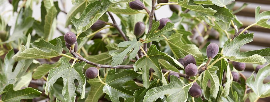 Compacte vijg 'Little Miss Figgy'