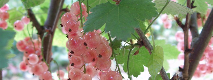 Roze aalbes 'Pink Champagne' Roze bes 'Pink Champagne'