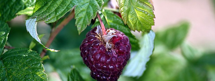 Paarse framboos 'Glen Coe' Framboos 'Glen Coe'
