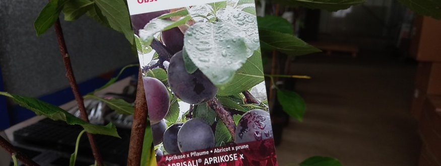 Aprium 'Aprisali' ®