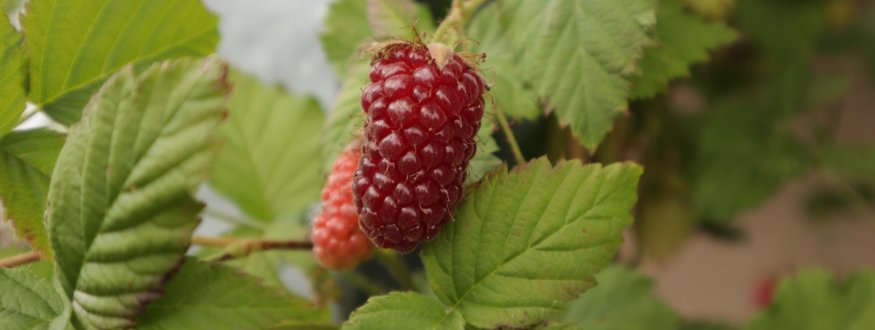 Taybes 'Buckingham Thornless' (Tayberry) Taybes 'Buckingham Thornless'