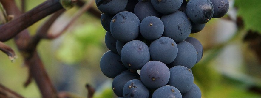 Druif 'Triomphe d'Alsace'