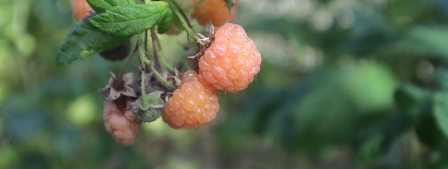 Framboos 'Schlaraffia® Golddigger®'