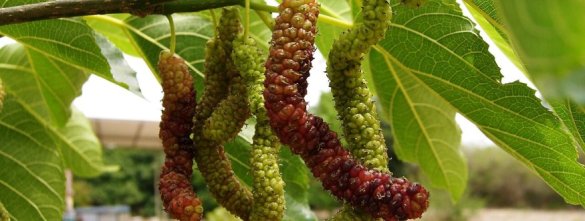 Witte moerbei 'Giant Fruit'