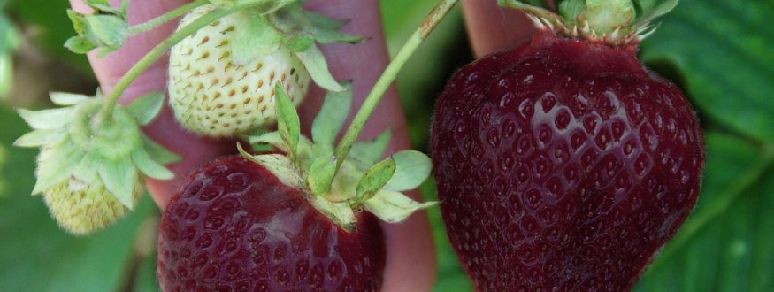 Zwarte Aardbeienplant 'CherryBerry' Zwarte Aardbei 'CherryBerry'