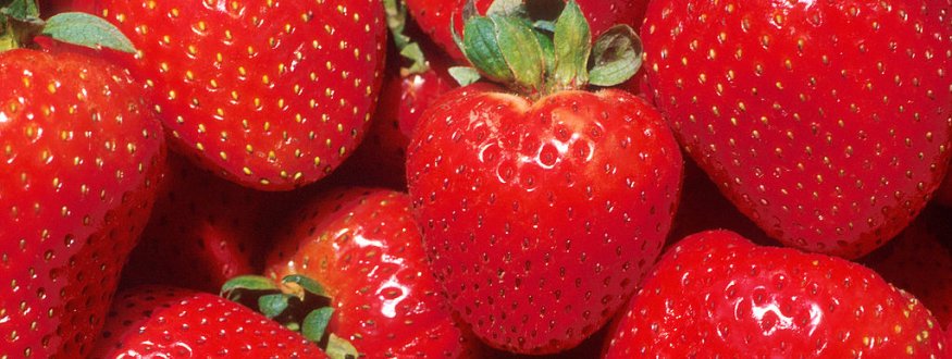 Aardbei ‘Darselect’