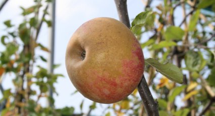 Appelboom 'Karmijn de Sonnaville' - vanaf € 22,99 - Consumptieappelbomen