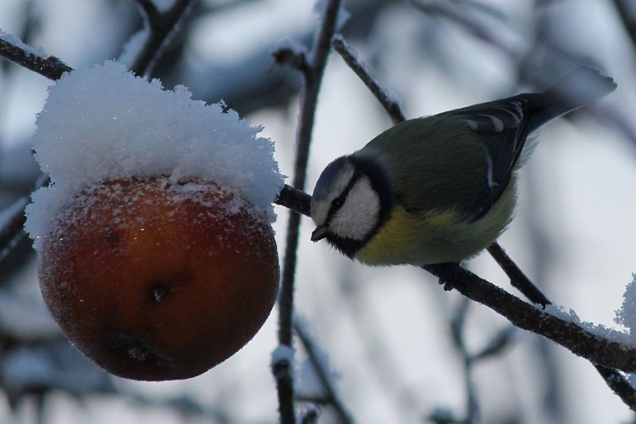 Koolmees in appelboom in de winter