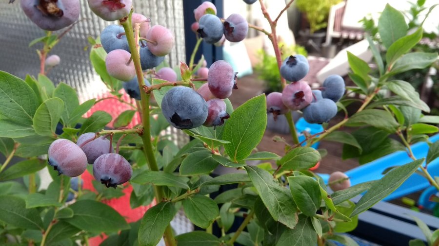 Blauwe bessenstruik met vruchten in een pot