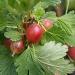 Rode kruisbes 'Hinnonmaki Röd'