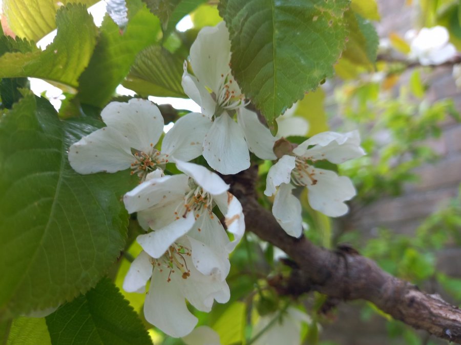 Witte bloemen van de zoete kers (Prunus avium)