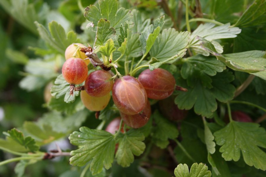 Smakelijke bedoornde rode kruisbes