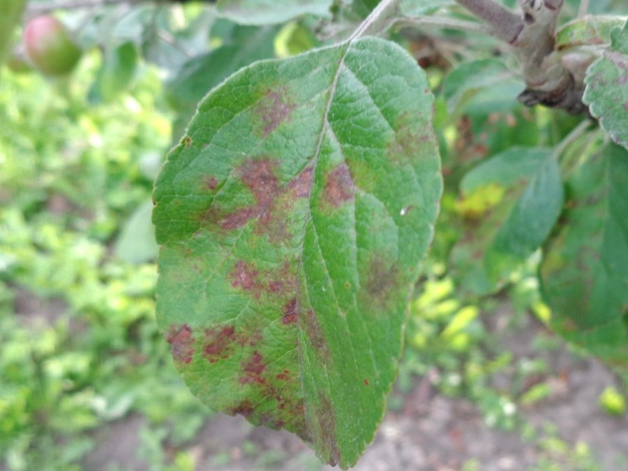 Aantasting van appelschurft op blad