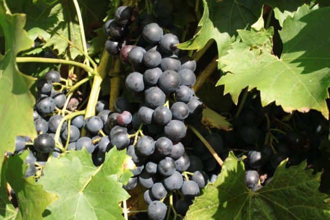 Blauwe druif Muscat Blue