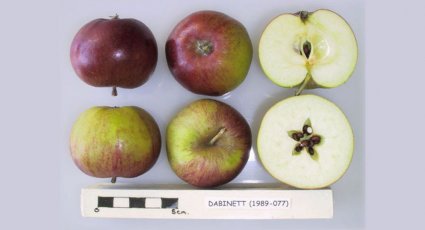 Cider appelboom 'Dabinett' - vanaf € 8,99 - Consumptieappelbomen