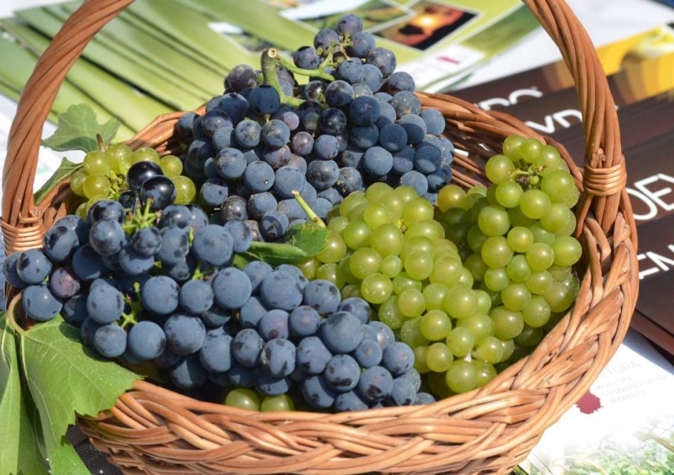 Zelf wijn maken? Kies de juiste druif in uw tuin!