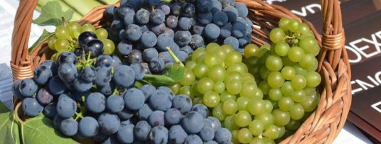 Zelf wijn maken? Kies de juiste druif in uw tuin!
