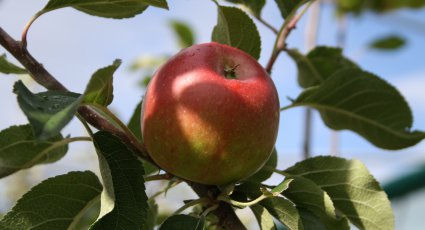 Appelboom 'Lena' - vanaf € 19,99 - Consumptieappelbomen