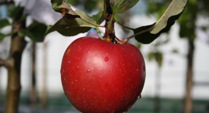 Appelboom 'Rosanna' - vanaf € 22,99 - Consumptieappelbomen