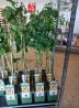 Extra Grote Struik
