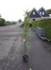 Grote Zuilboom