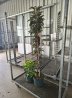 Extra Grote Zuilboom